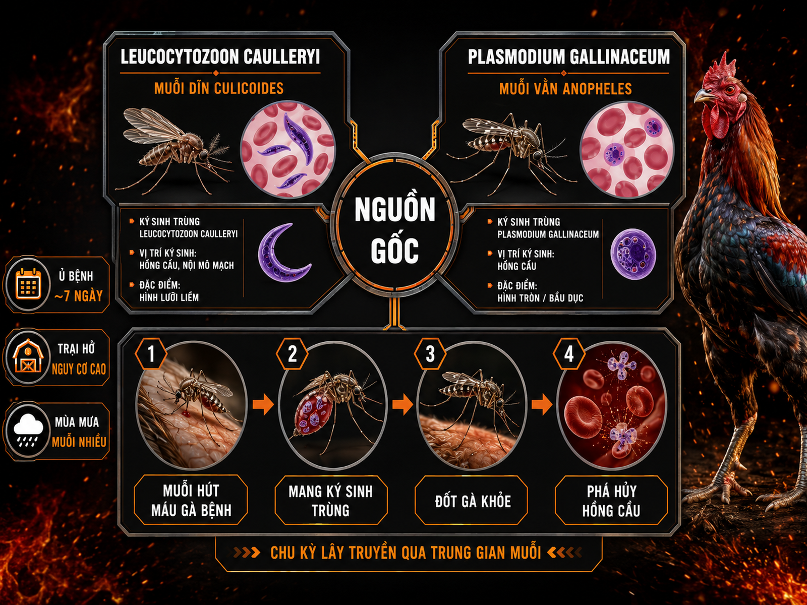 Infographic so sánh Leucocytozoon và sốt rét gà, cơ chế muỗi truyền ký sinh trùng đường máu ở gà chiến.