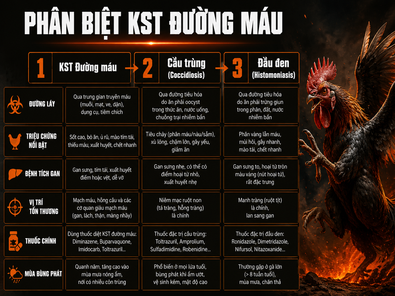 So sánh triệu chứng và thuốc điều trị KST đường máu, Cầu trùng, Đầu đen ở gà chiến Việt Nam