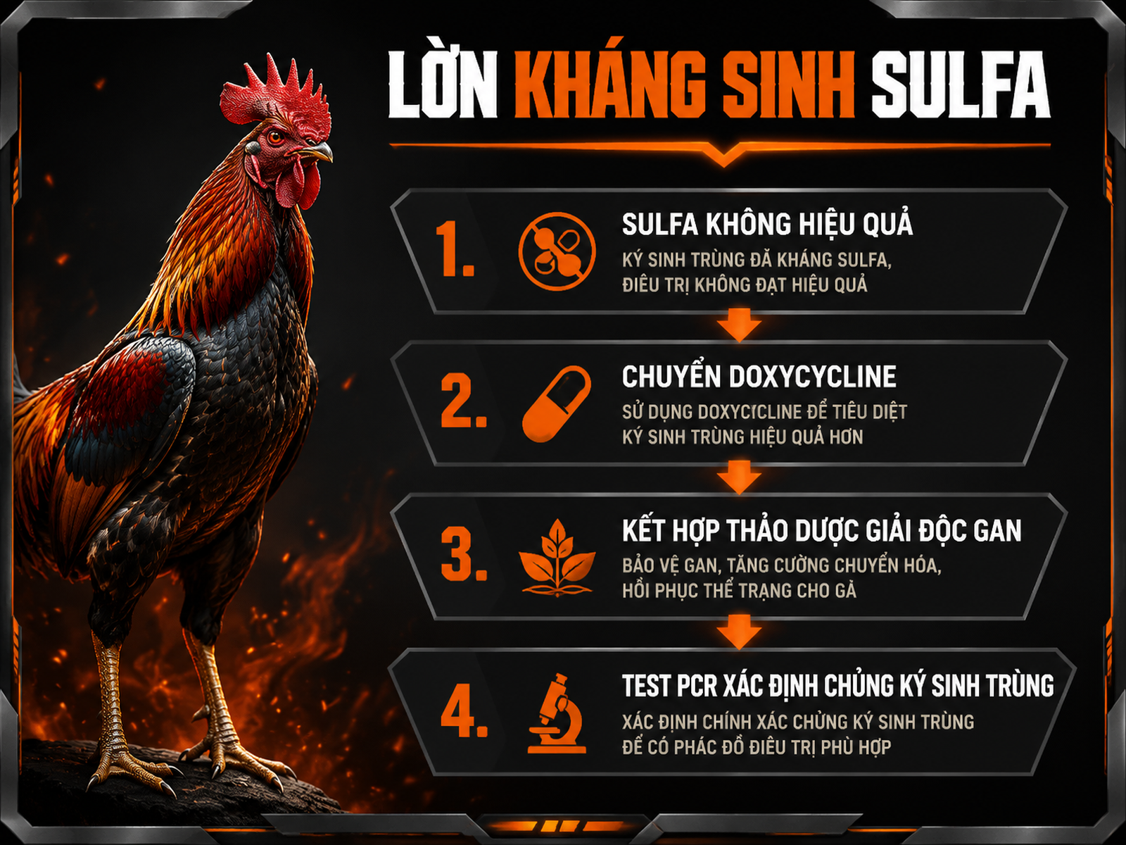Diagram hướng dẫn xử lý hiện tượng lờn kháng sinh nhóm Sulfa ở gà chiến, từ Sulfa -> Doxycycline -> thảo dược & test PCR