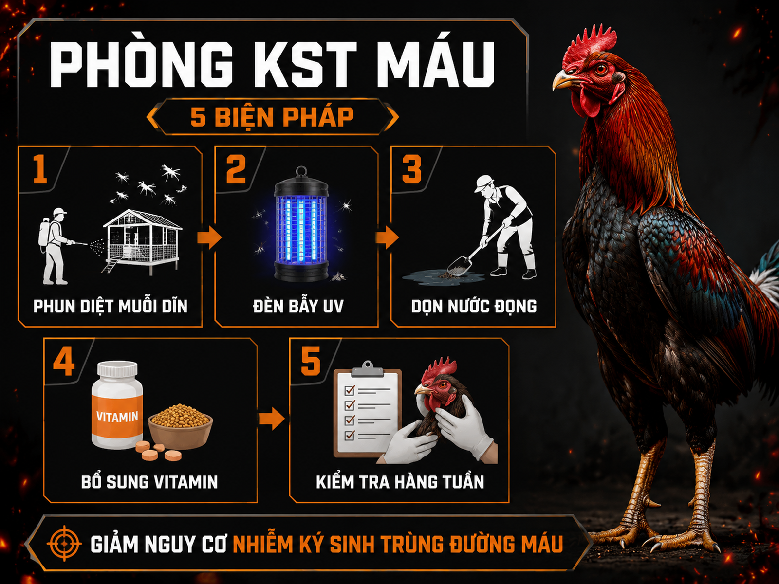 Infographic phòng ngừa ký sinh trùng đường máu cho gà với 5 bước kiểm soát muỗi dĩn và bảo vệ đàn gà