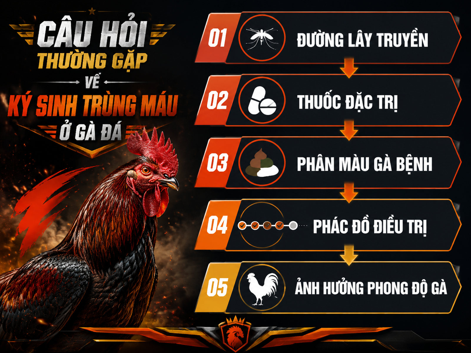 Infographic về ký sinh trùng đường máu gà: đường lây, thuốc đặc trị, phân màu, phác đồ điều trị, ảnh hưởng phong độ