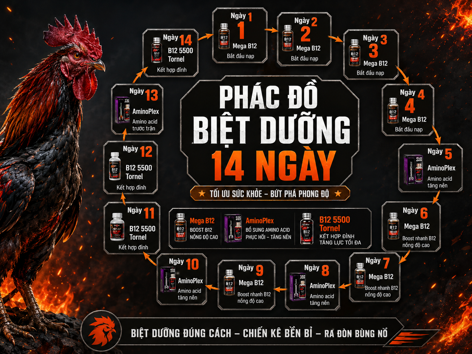 Phác đồ 14 ngày biệt dưỡng Mega B12 cho gà chiến, biểu đồ vòng tròn chi tiết từng ngày, nhấn mạnh Mega B12, AminoPlex, B12 5500 Tornel