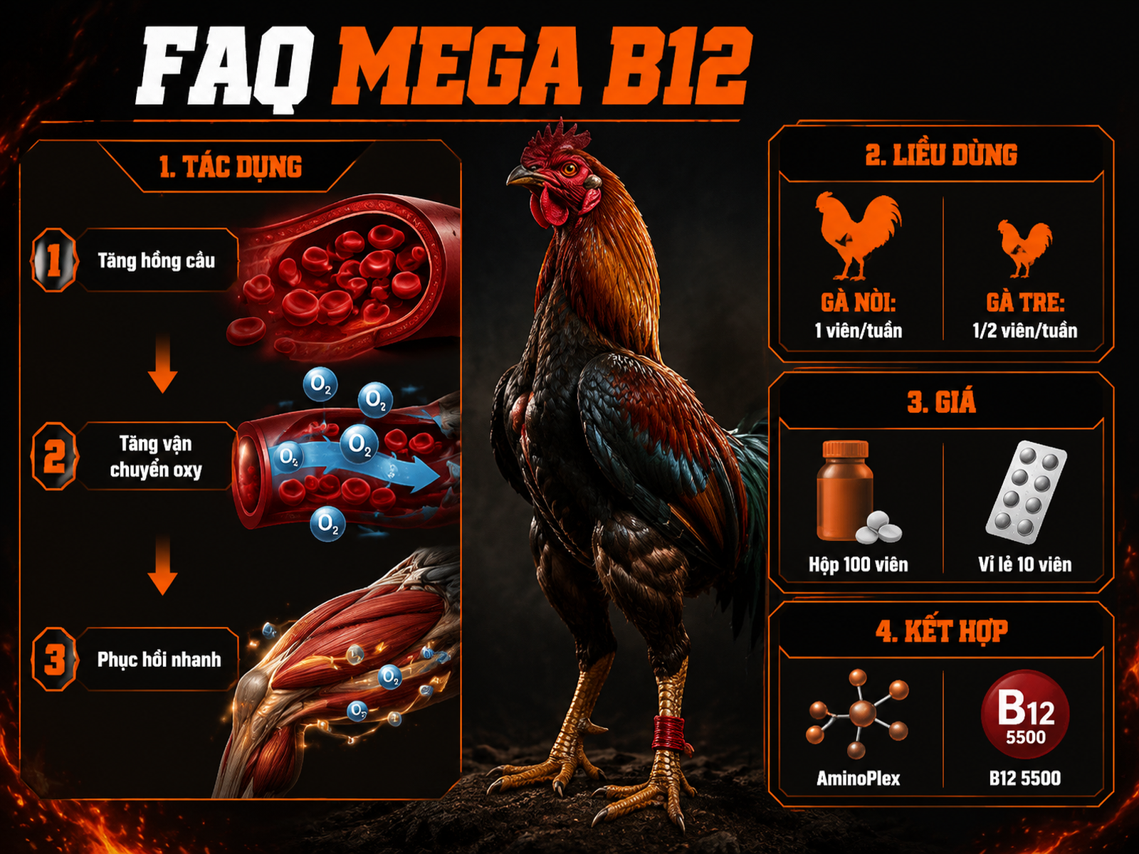 Infographic câu hỏi thường gặp Mega B12 cho gà chiến: công dụng, liều dùng, giá bán và phối hợp bổ trợ