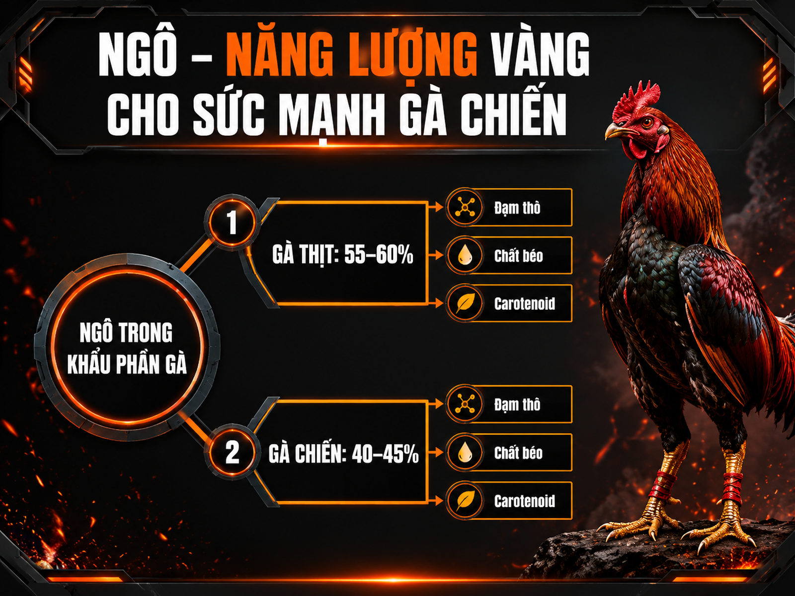 So sánh khẩu phần ngô giữa gà chiến và gà thịt, hiển thị tỷ lệ % và thông tin dinh dưỡng