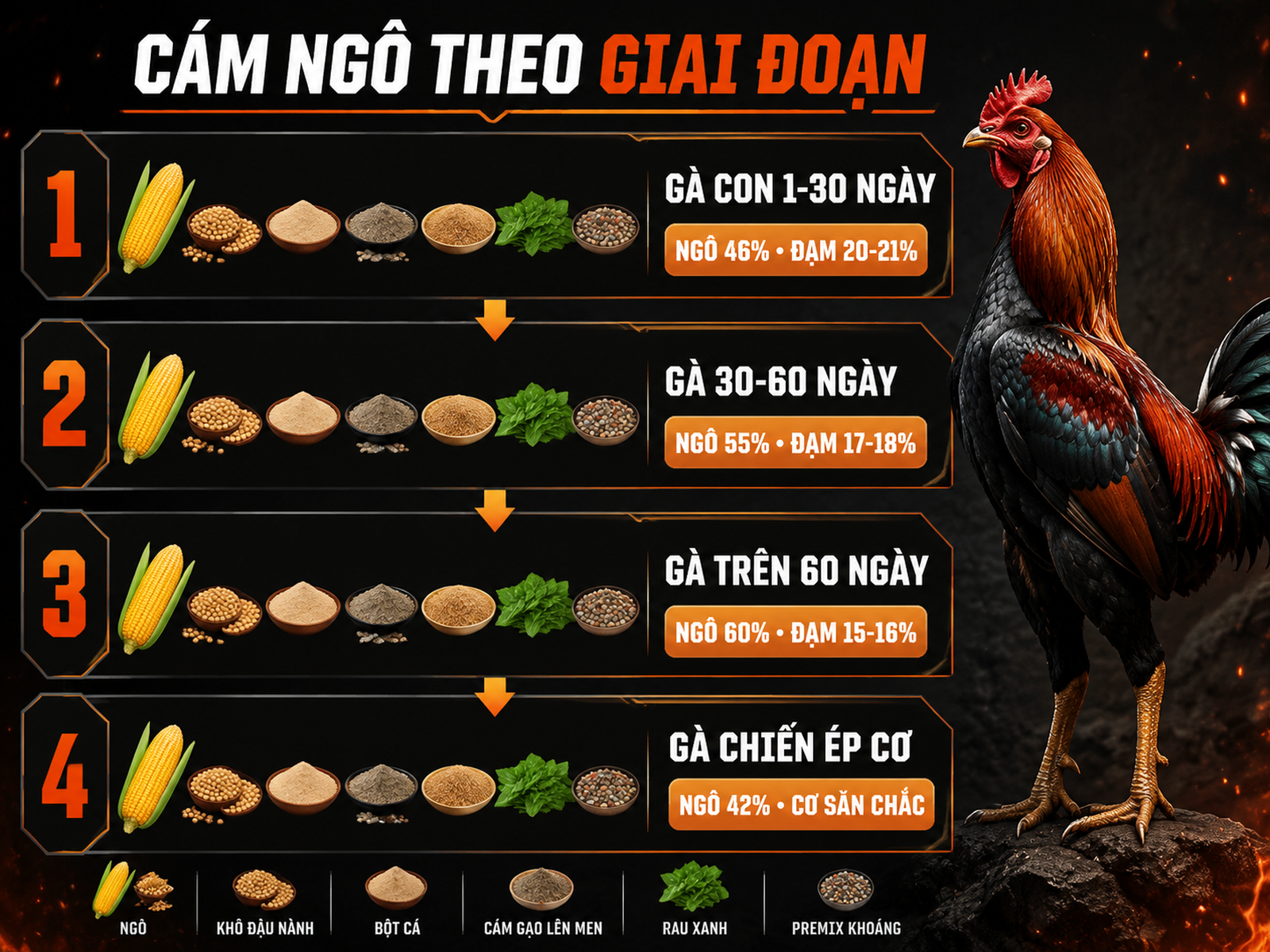 Infographic công thức phối trộn cám ngô cho gà theo từng giai đoạn phát triển và gà chiến ép cơ