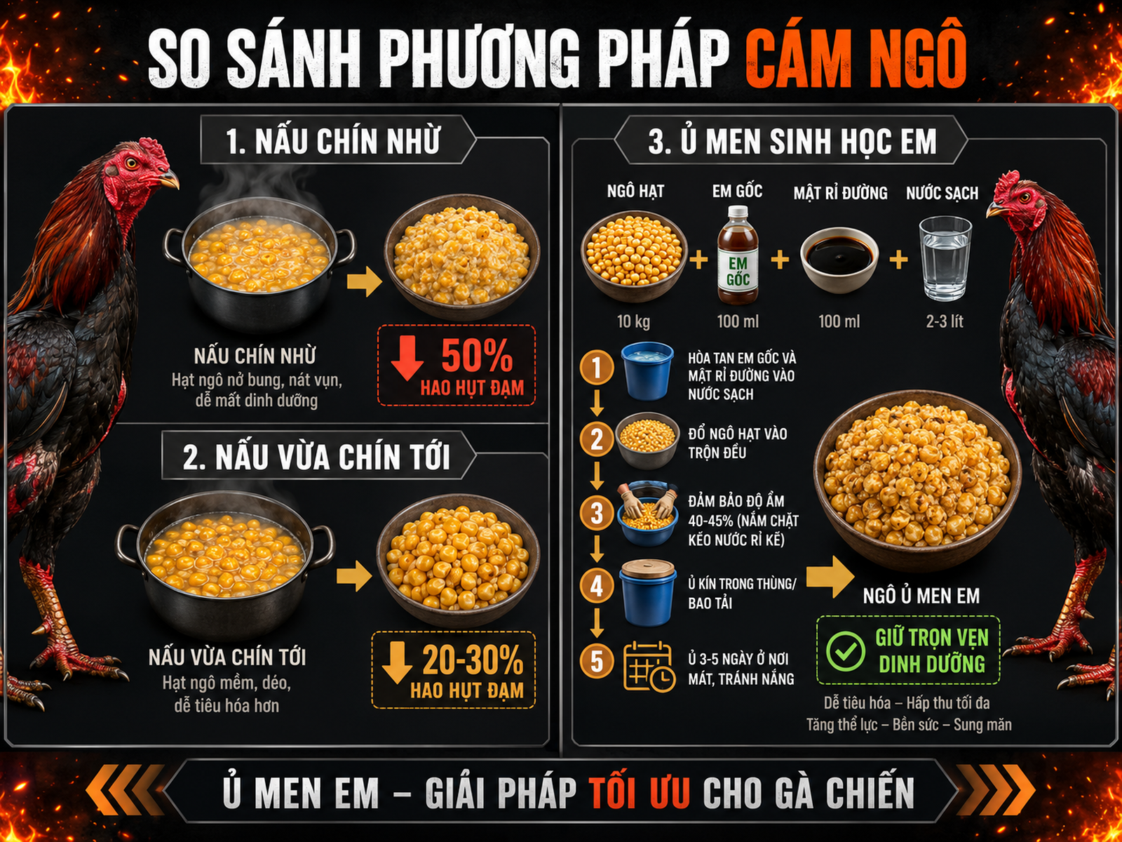 Infographic so sánh phương pháp nấu chín và ủ men EM cho cám ngô gà chiến, giảm hao hụt đạm, gà hấp thu tốt