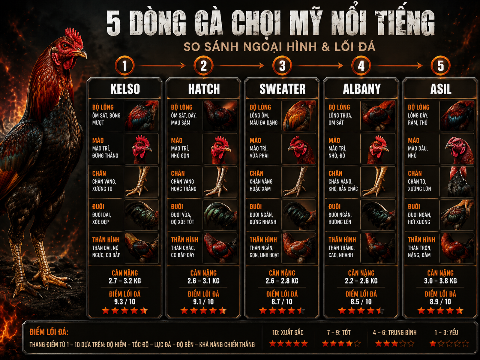 <vi SEO>Minh họa bảng so sánh 5 dòng gà Mỹ, phân biệt chi tiết ngoại hình và lối chiến