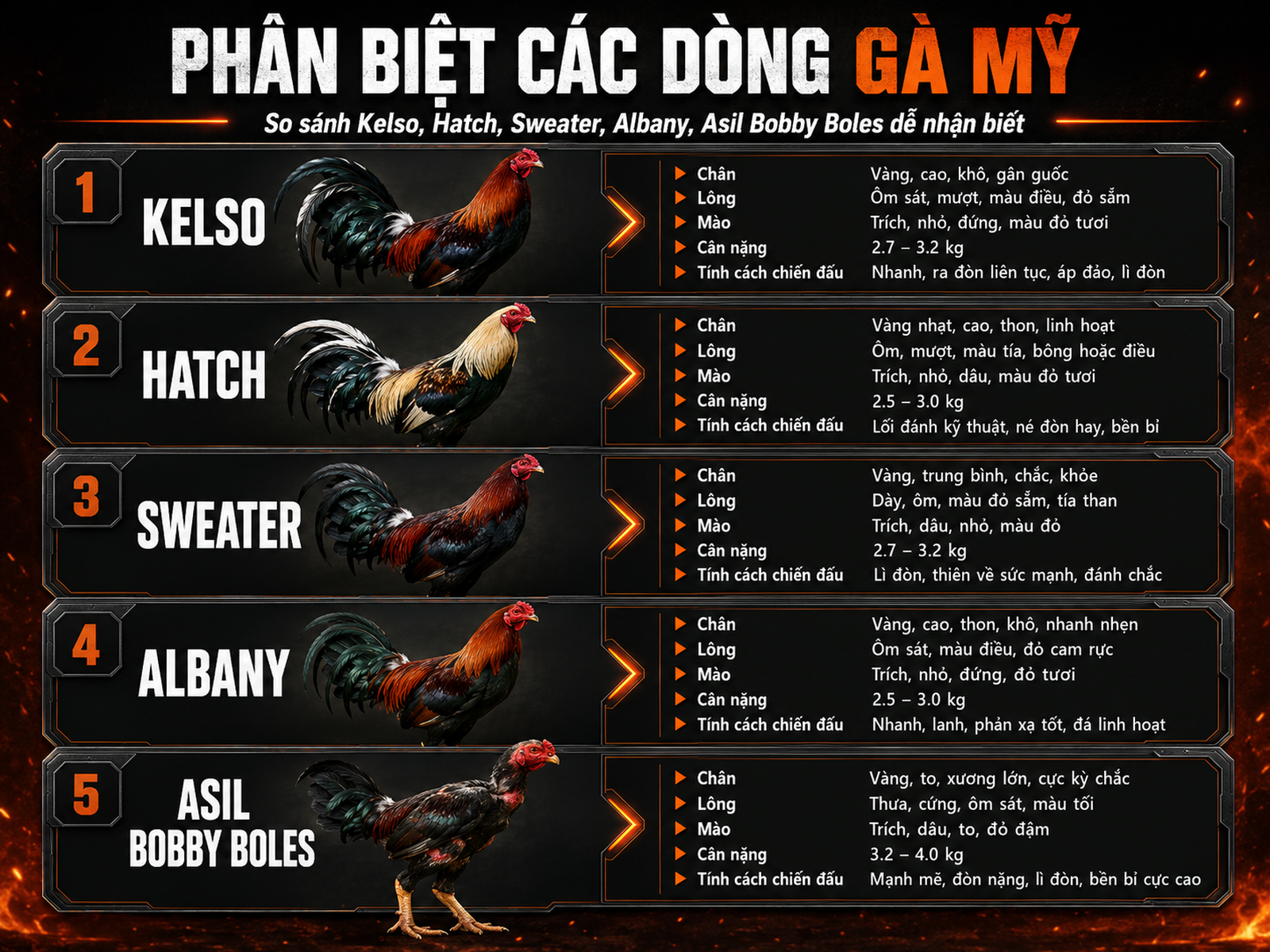 <vi SEO>So sánh các dòng gà Mỹ phổ biến: Kelso, Hatch, Sweater, Albany, Asil Bobby Boles, nhận biết qua ngoại hình và lối chiến