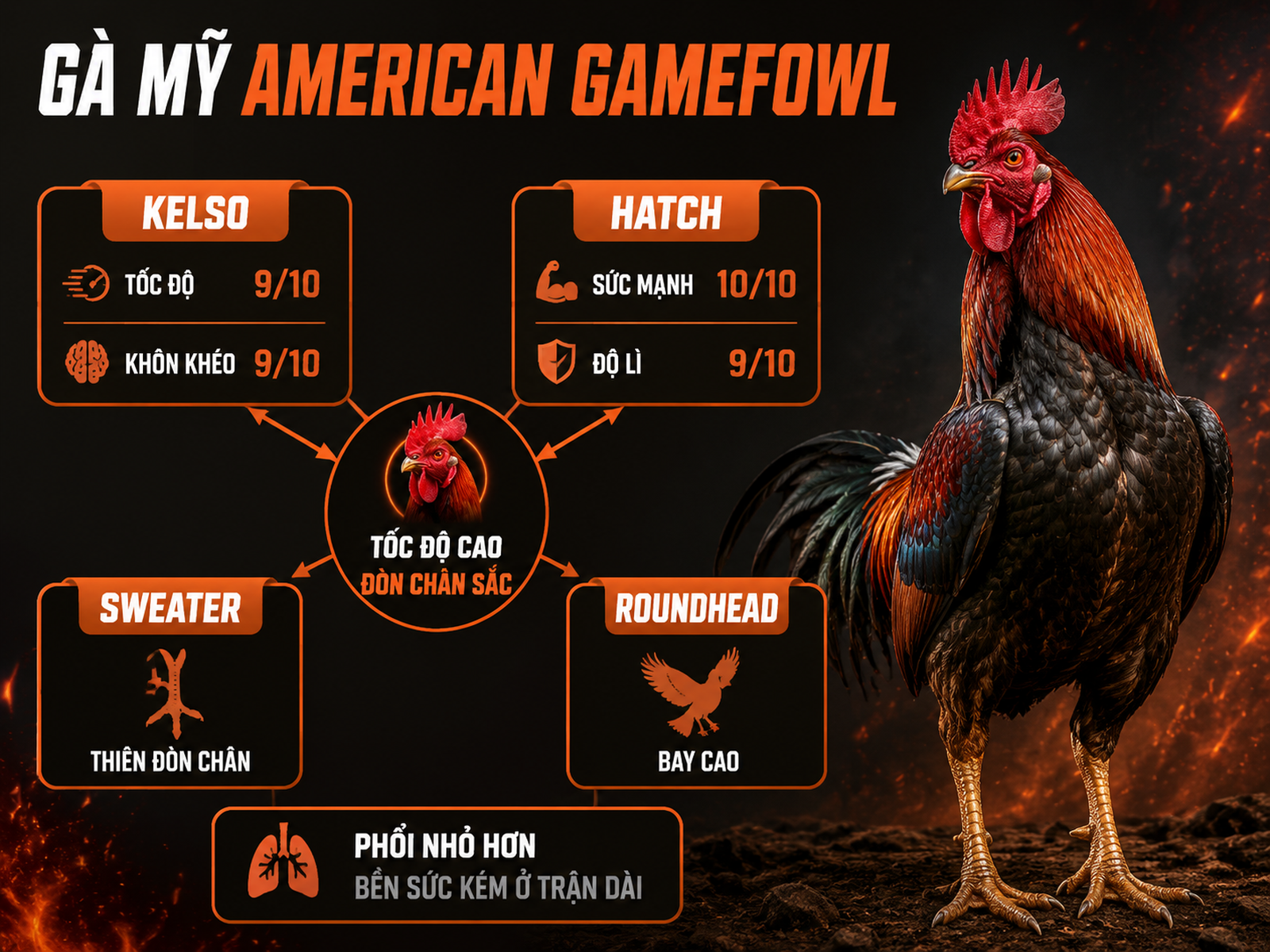 Infographic tổng quan gà Mỹ American gamefowl gồm Kelso Hatch Sweater Roundhead và đặc điểm thi đấu