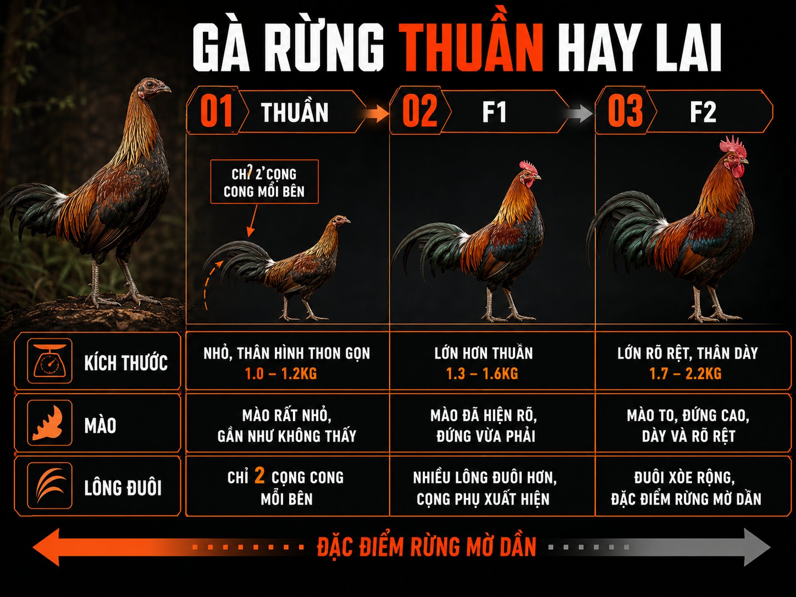 So sánh gà rừng thuần F1 F2 qua kích thước mào và cấu trúc lông đuôi