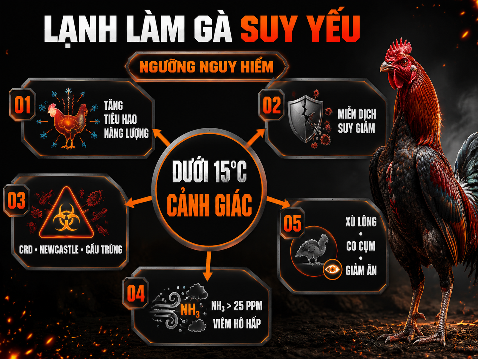 Vì sao gà dễ bệnh khi trời lạnh