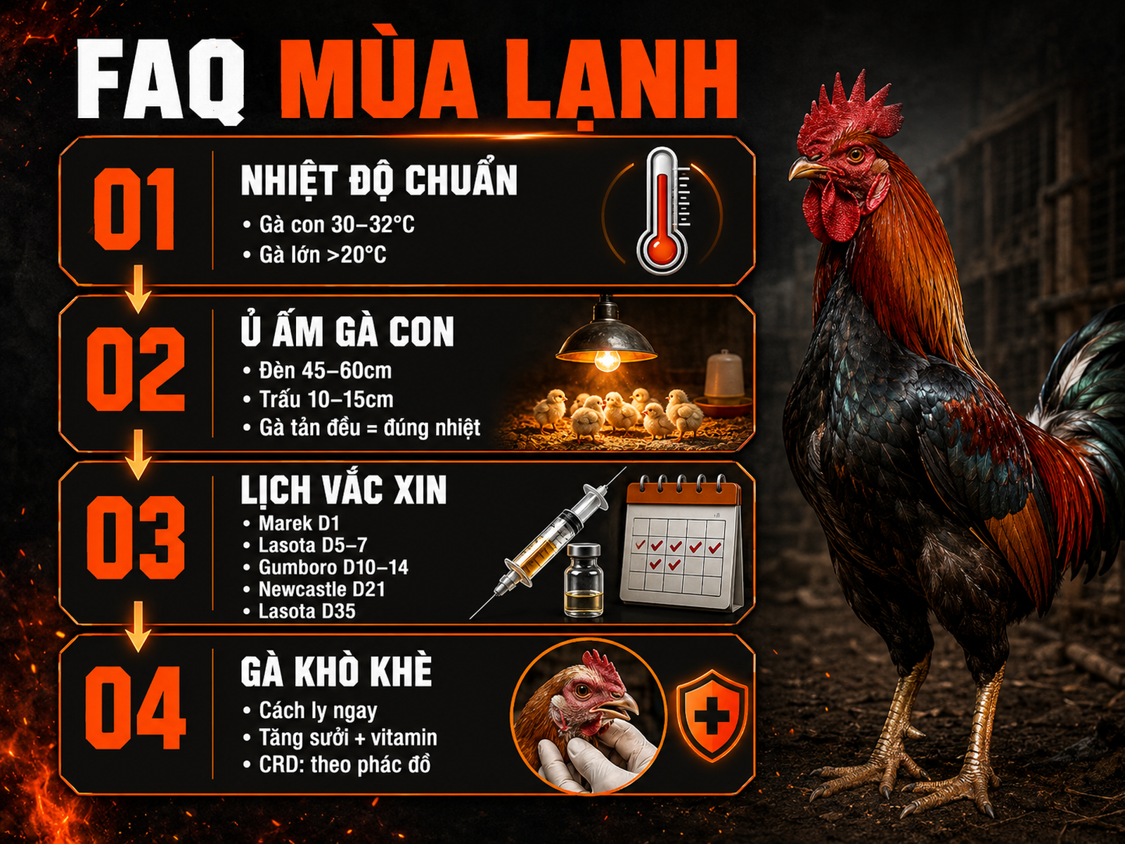 Infographic câu hỏi thường gặp về phòng bệnh gà mùa lạnh với nhiệt độ chuẩn, ủ ấm, lịch vắc xin và xử lý khò khè.