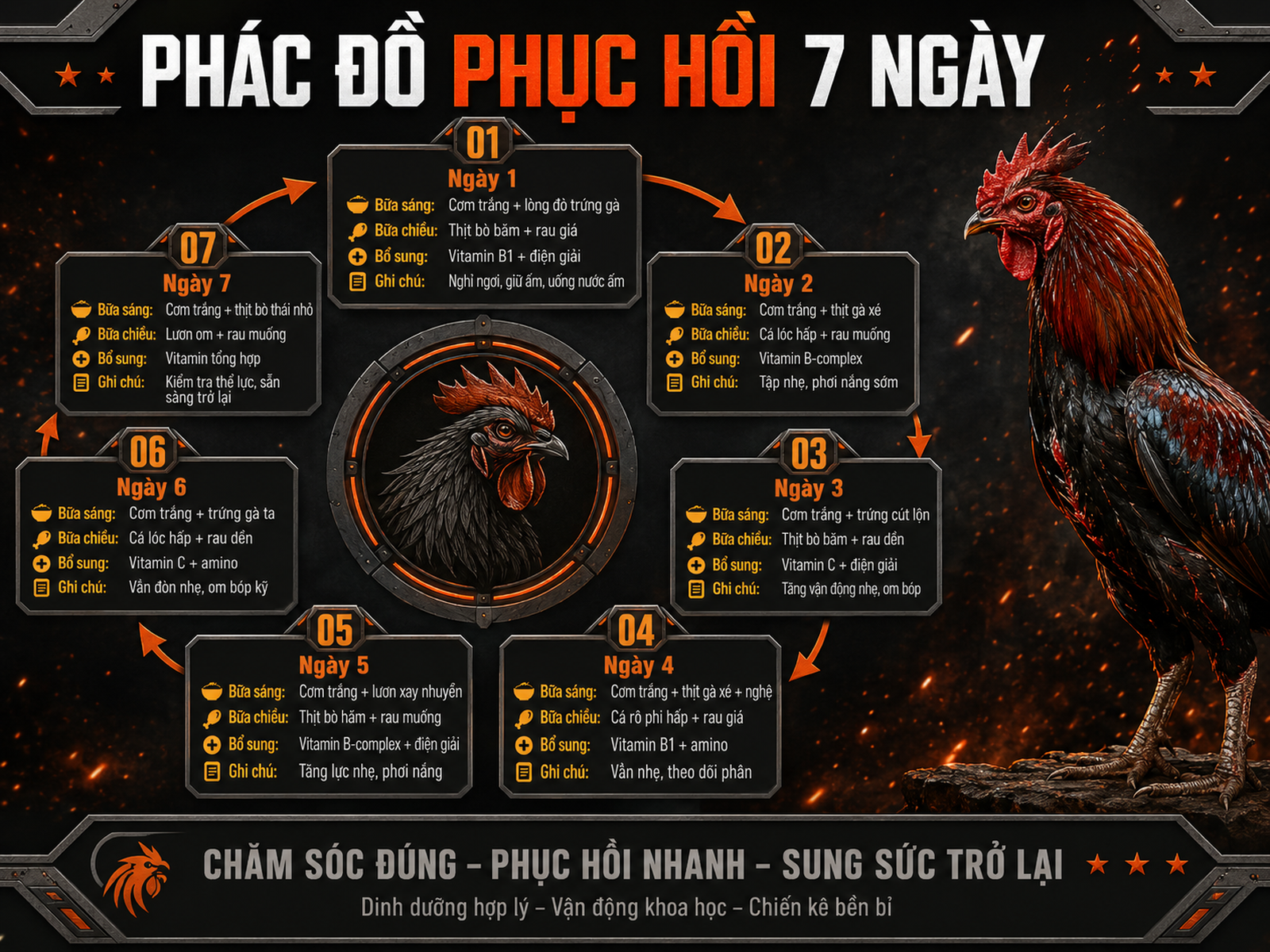 <vi SEO>Infographic phác đồ dinh dưỡng phục hồi 7 ngày cho gà đá, từng bữa từng ngày, giai đoạn hạ sốt, phục hồi và tăng cường