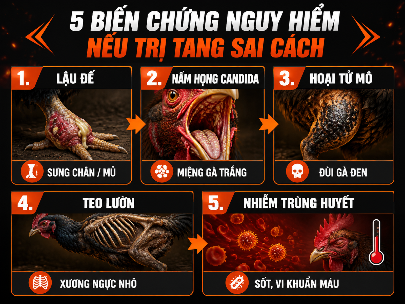 5 biến chứng nguy hiểm nếu trị tang gà đá sai cách, với biểu tượng và nhãn thông tin từng biến chứng