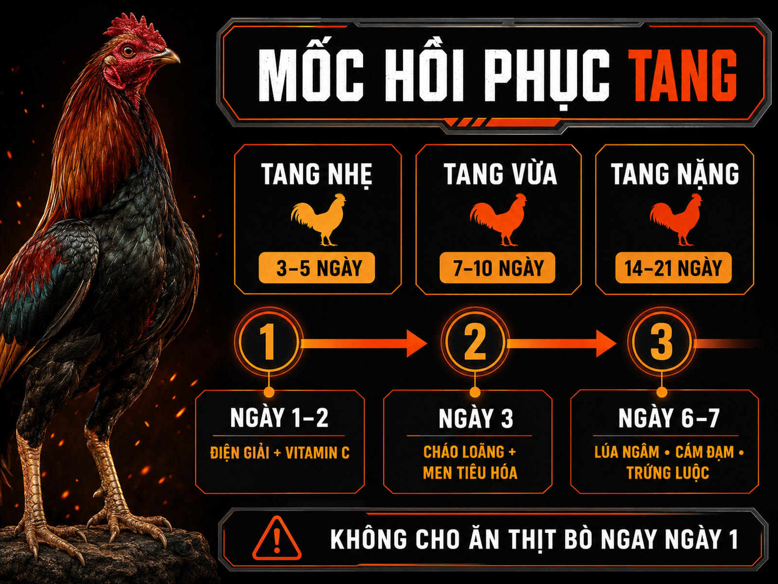 Infographic tang gà đá gồm 3 mức độ tổn thương, thời gian hồi phục và các mốc chăm sóc dinh dưỡng theo ngày.