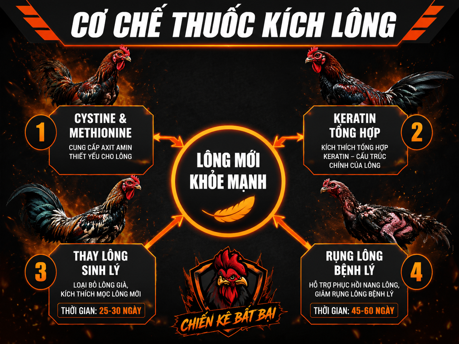 <vi SEO>Diagram cơ chế thuốc kích lông cho gà chiến, phân biệt thay lông sinh lý và bệnh lý, nhánh axit amin Keratin</vi>