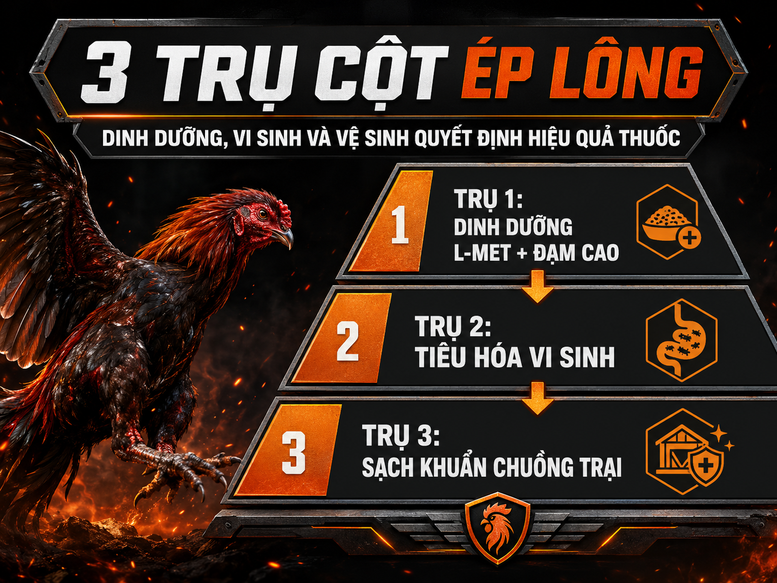 Minh họa 3 trụ cột ép lông gà: Dinh dưỡng, Vi sinh, Vệ sinh chuồng trại với hình kim tự tháp