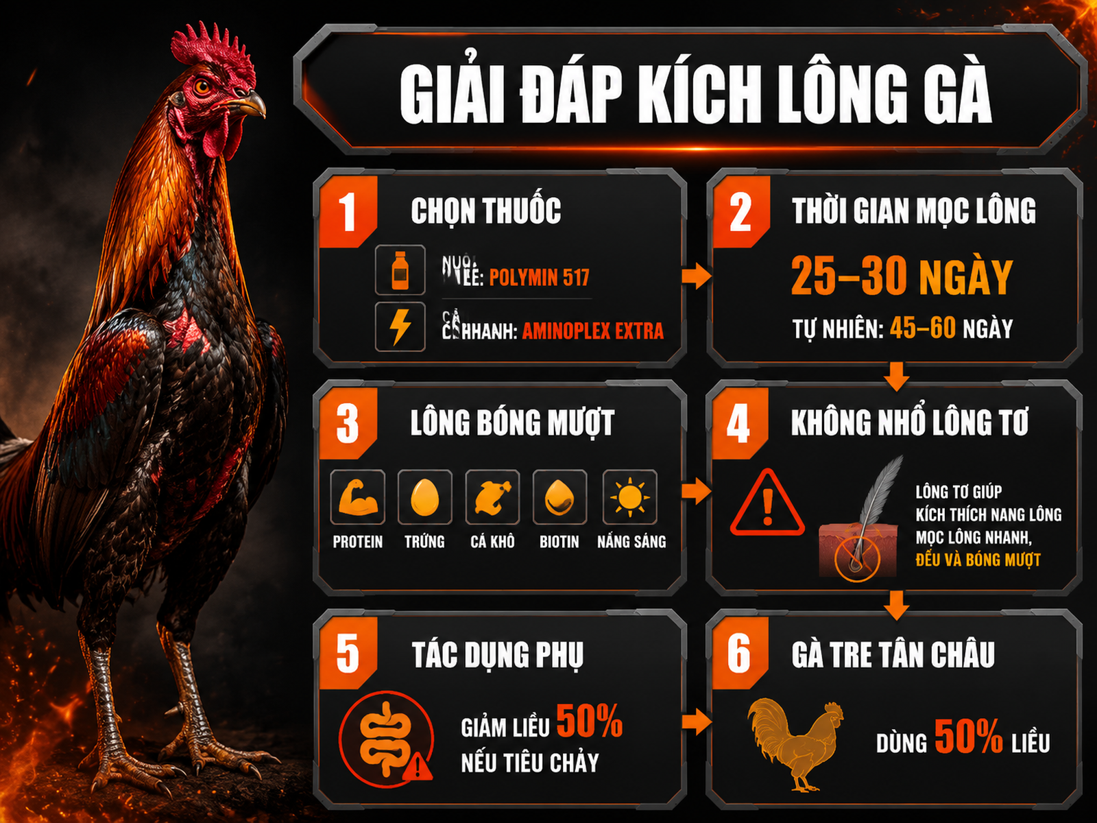 Infographic câu hỏi thường gặp về thuốc kích lông gà, thời gian mọc lông, dinh dưỡng và lưu ý sử dụng.