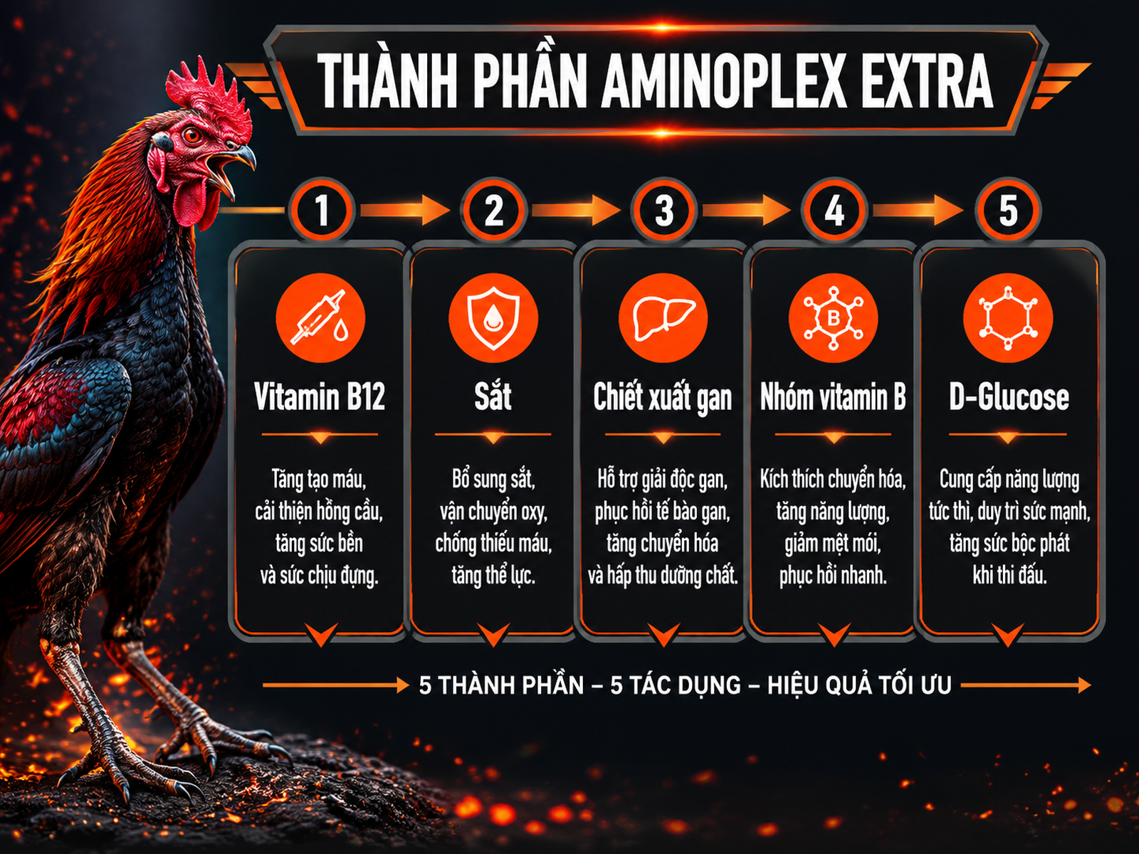 Infographic thành phần Aminoplex Extra cho gà chiến, 5 thành phần chính với tác dụng, trình bày dạng timeline ngang, gà chiến oai vệ bên cạnh