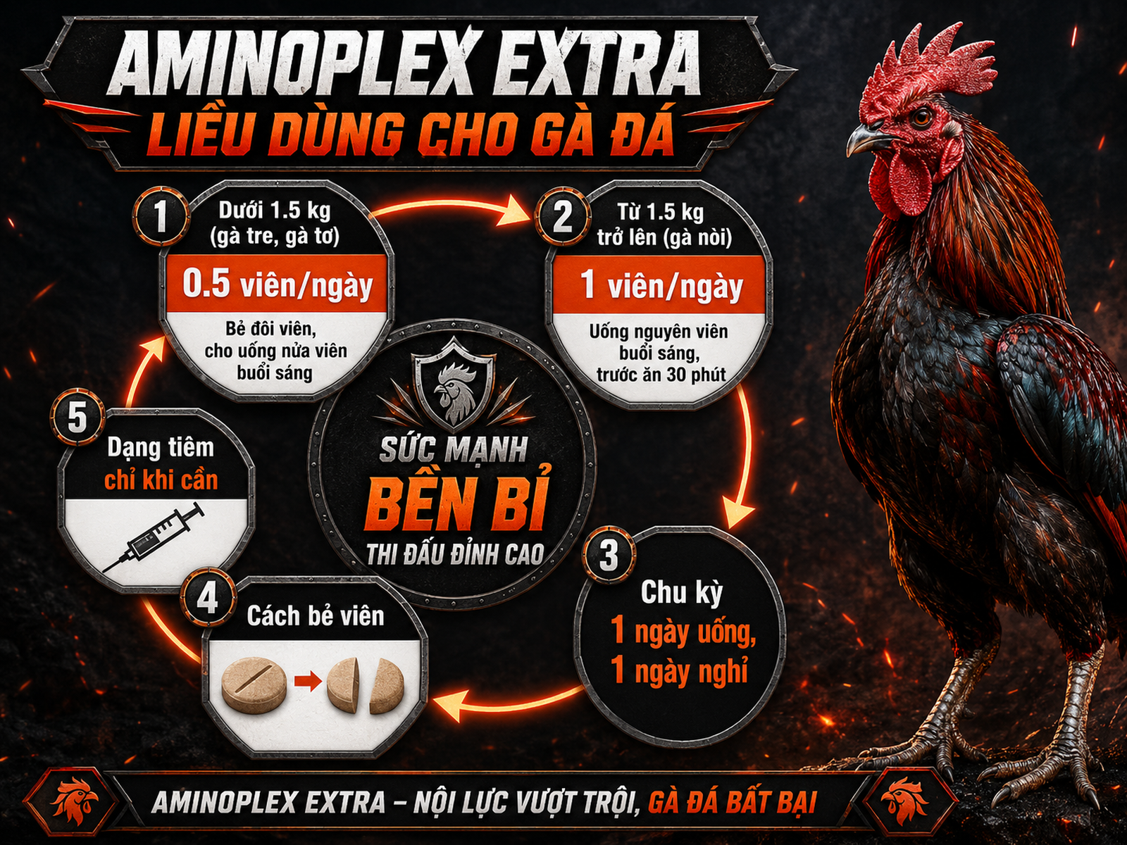 Minh họa infographic vòng tuần hoàn liều dùng Aminoplex Extra cho gà chiến, chi tiết cân nặng, viên uống, nghỉ xen kẽ và tiêm khi cần