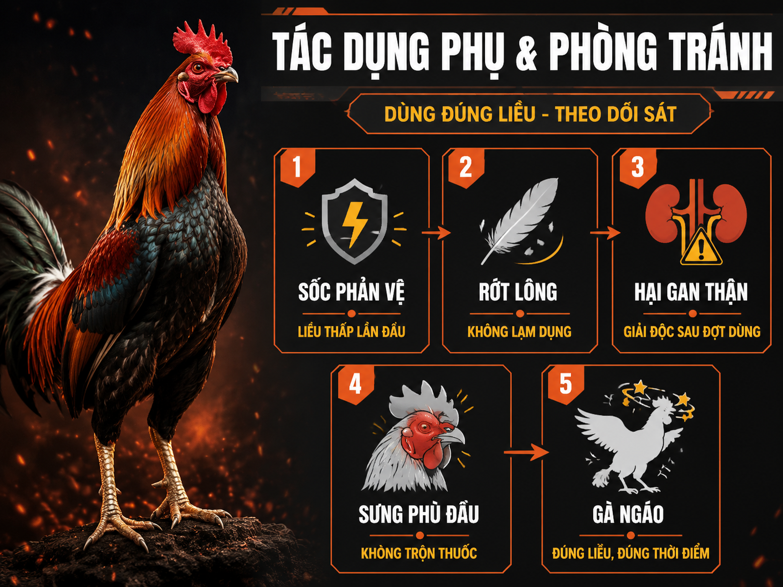 Infographic tác dụng phụ thuốc kích thích gà chiến và cách phòng tránh an toàn