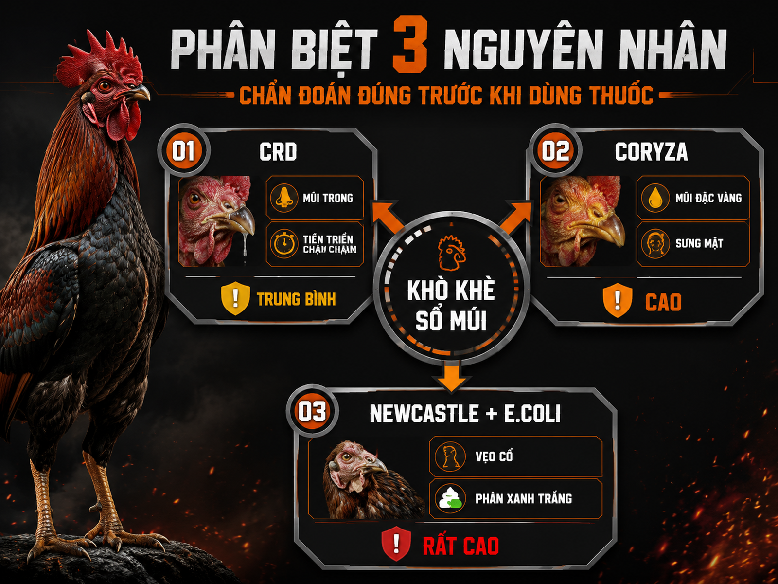 So sánh CRD Coryza và Newcastle ghép E.coli gây khò khè sổ mũi ở gà đá