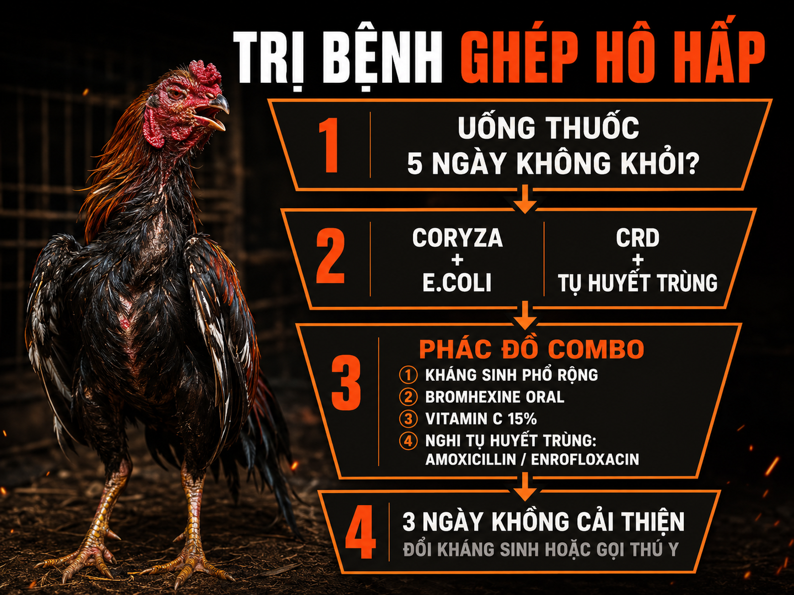 Infographic bệnh ghép Coryza E.coli và CRD tụ huyết trùng cùng phác đồ combo điều trị cho gà đá