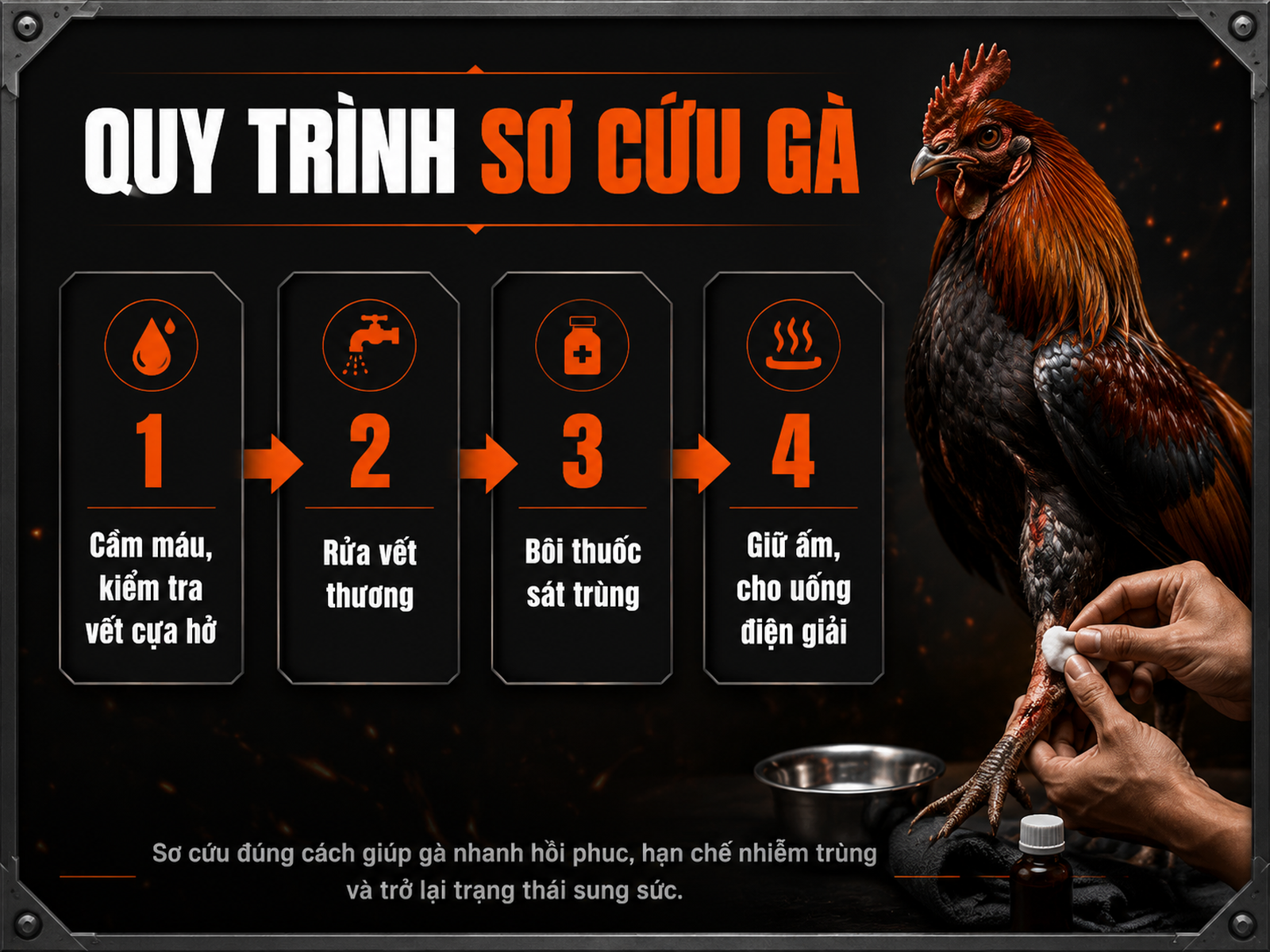 Hình infographic 4 bước sơ cứu gà đá: cầm máu, rửa vết, bôi thuốc, giữ ấm và cho uống điện giải, phong cách dark combat.
