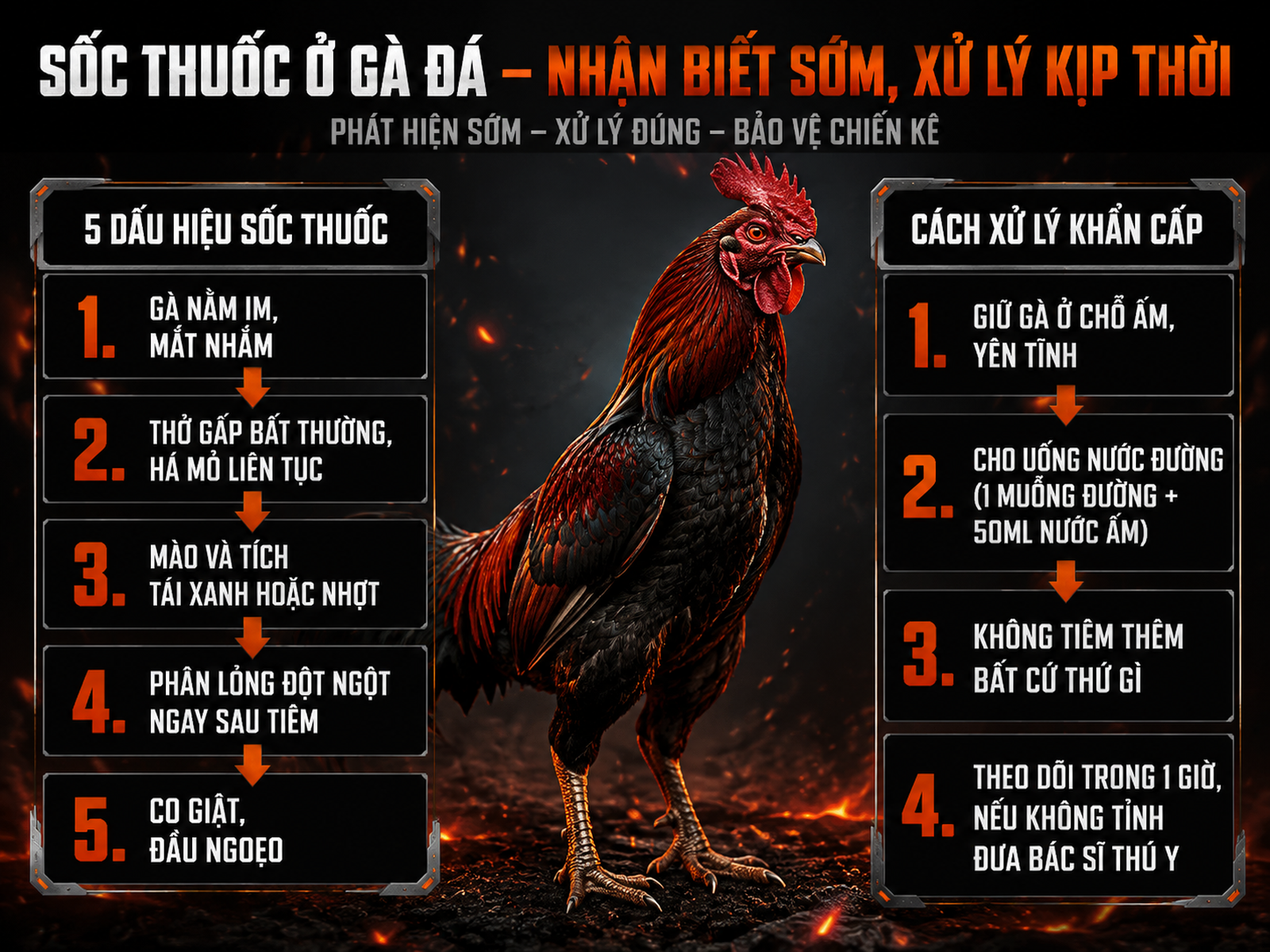 Infographic hướng dẫn nhận biết và xử lý sốc thuốc cho gà đá, hiển thị các dấu hiệu và bước sơ cứu