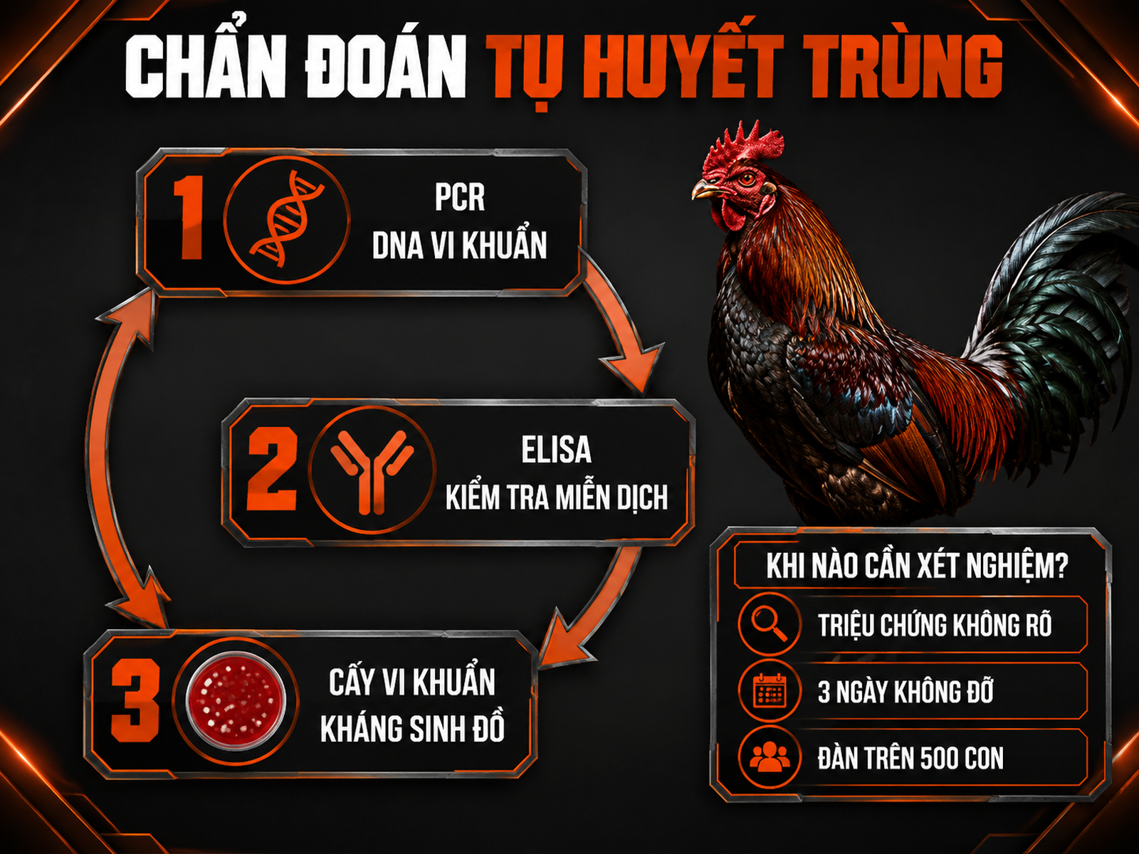 Infographic chẩn đoán bệnh tụ huyết trùng ở gà bằng PCR ELISA và cấy vi khuẩn