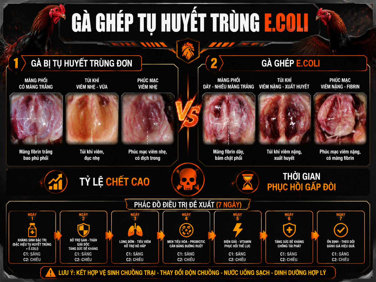 <vi>Hình minh họa so sánh gà bị tụ huyết trùng đơn và ghép E.coli, mô tả gan, túi khí và màng fibrin, biểu đồ tỷ lệ chết và thời gian phục hồi.>