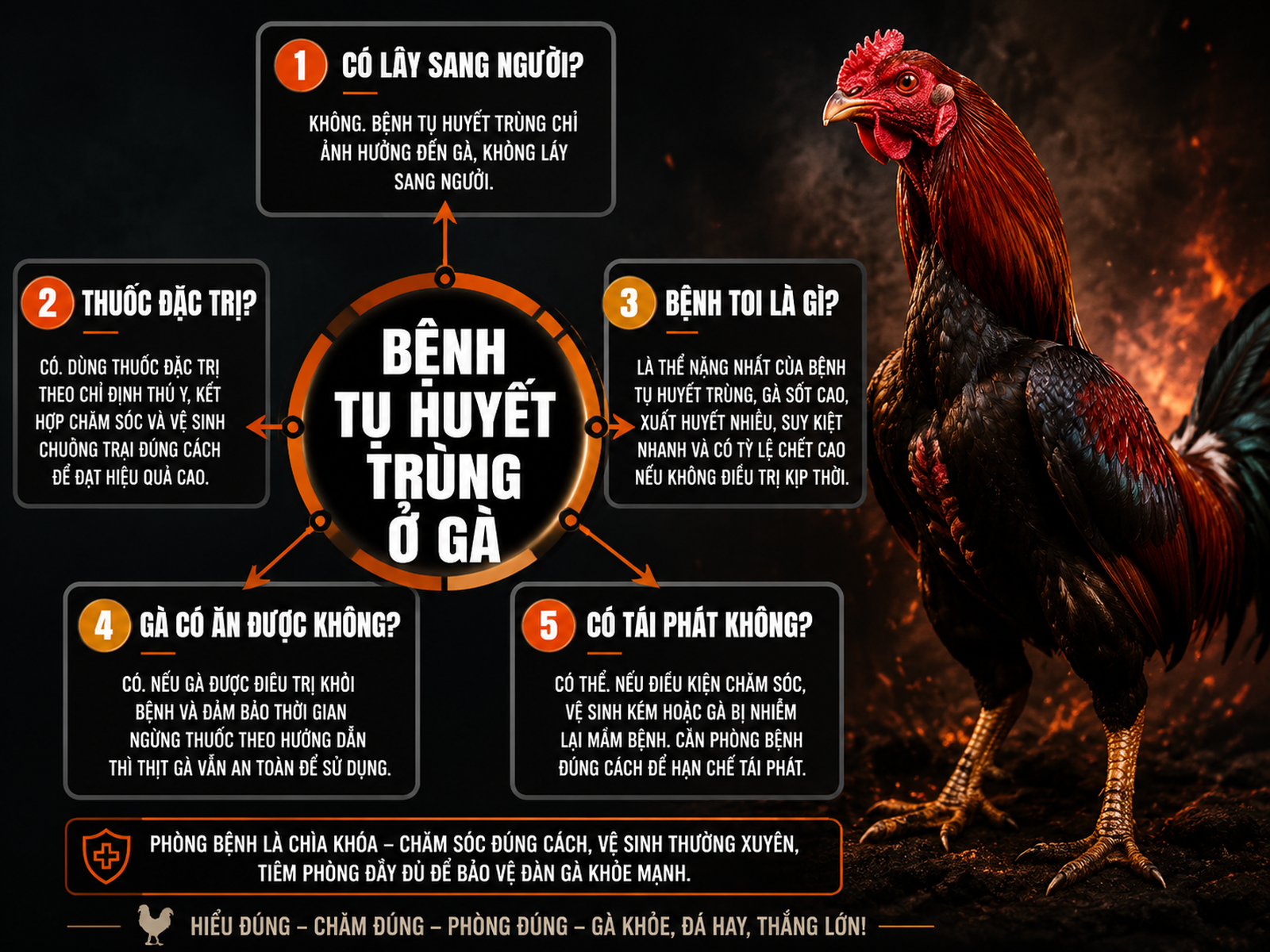 Infographic hướng dẫn bệnh tụ huyết trùng ở gà, giải đáp câu hỏi thường gặp, phác đồ thuốc, phòng ngừa