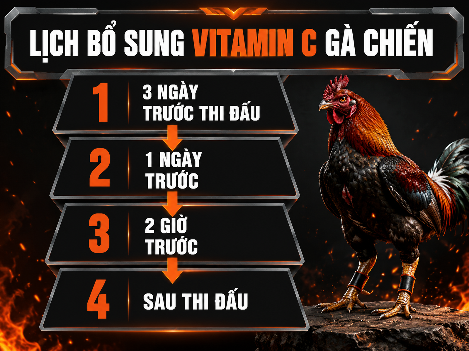 Lịch Bổ Sung Vitamin C Cho Gà Chiến Trước Thi Đấu