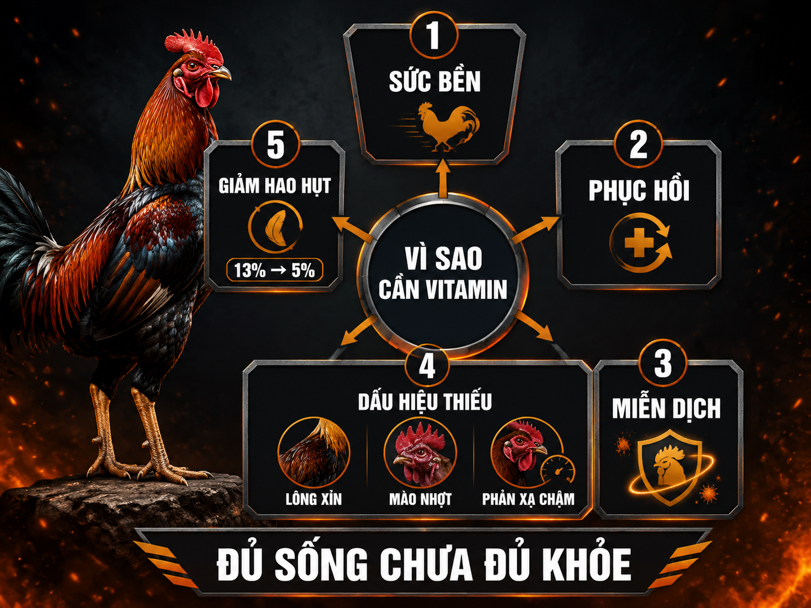 Infographic lý do gà chiến cần bổ sung vitamin với dấu hiệu thiếu hụt và lợi ích sức bền miễn dịch