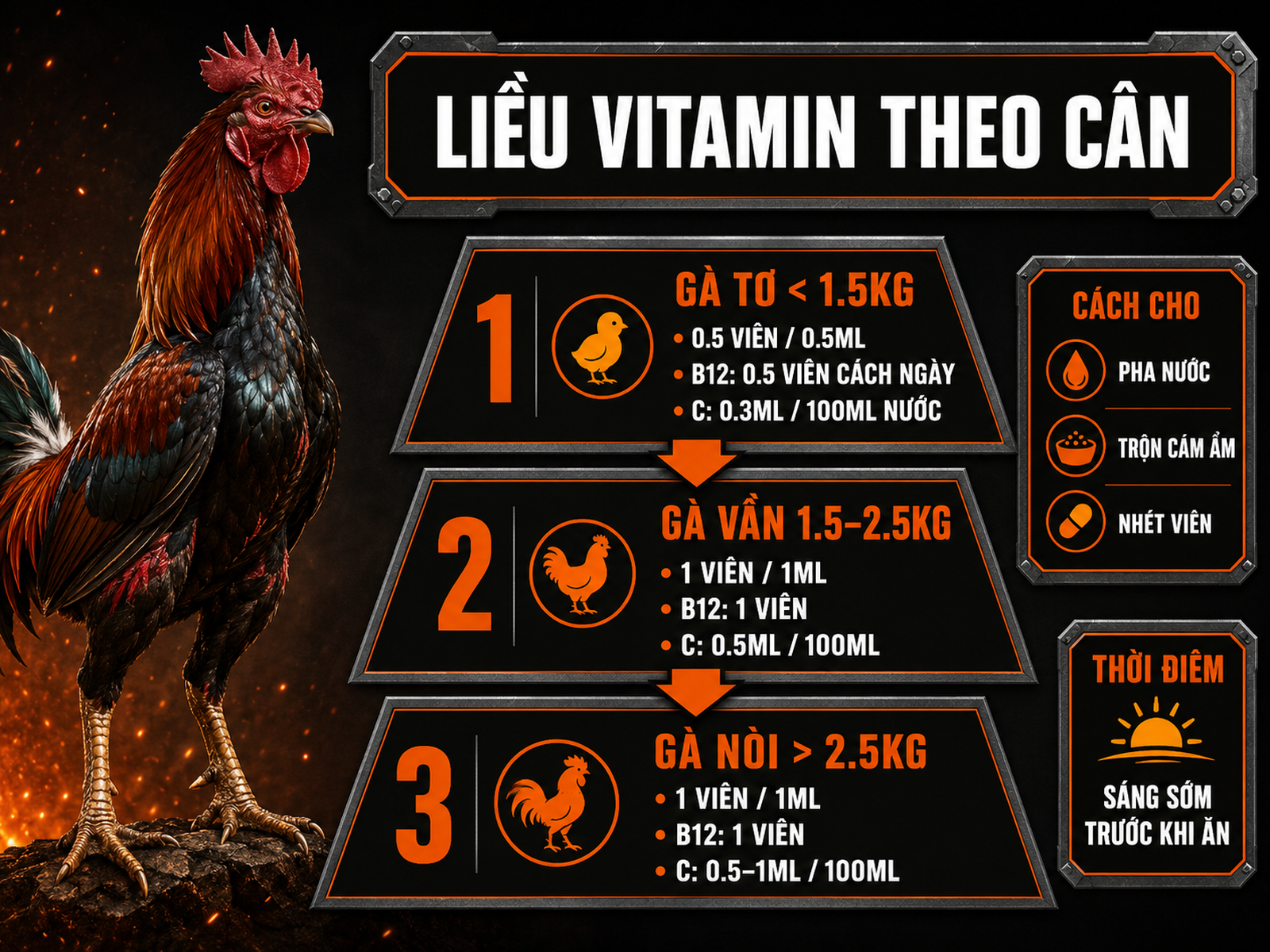 Infographic tháp liều lượng vitamin cho gà theo trọng lượng gà tơ gà vần gà nòi