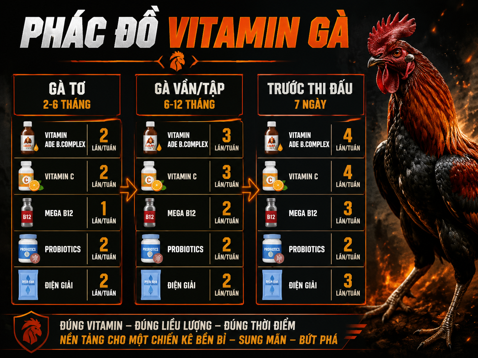 Phác đồ vitamin cho gà chiến Nghĩa Gò Công, minh hoạ chi tiết giai đoạn nuôi tơ, vần tập và trước thi đấu, hiển thị rõ số lần dùng từng loại vitamin